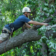 man climbing tree to trim it - Minnesota Tree Experts Tree Trimming, Removal and Disease Care