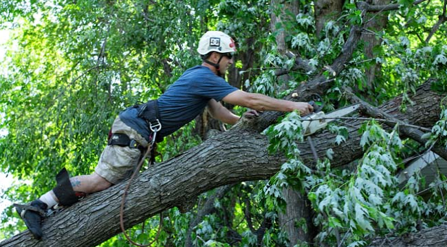 man climbing tree to trim it - Minnesota Tree Experts Tree Trimming, Removal and Disease Care
