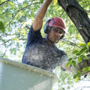 man on ladder trimming tree - Minnesota Tree Experts Tree Trimming, Removal and Disease Care