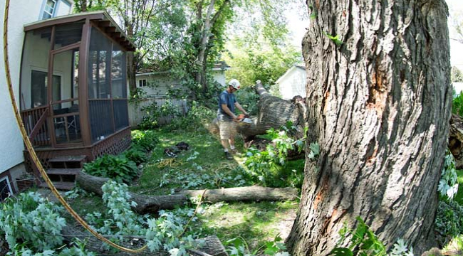 man outside cutting tree - Minnesota Tree Experts Tree Trimming, Removal and Disease Care