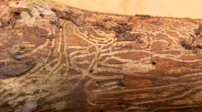 Emerald Ash Borer in bark - Tree Disease Control Minnesota Tree Experts